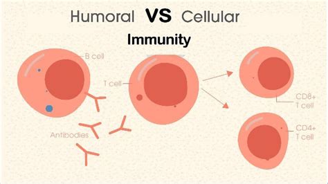 Humoral vs Cell-Mediated Immunity | Technology Networks