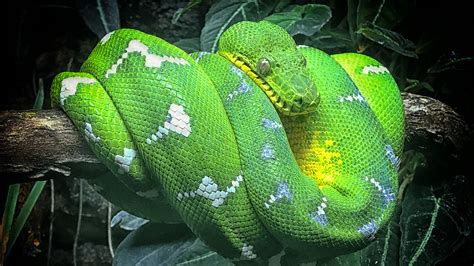 Exotic species in the Amazon rainforest – reptiles - CGTN