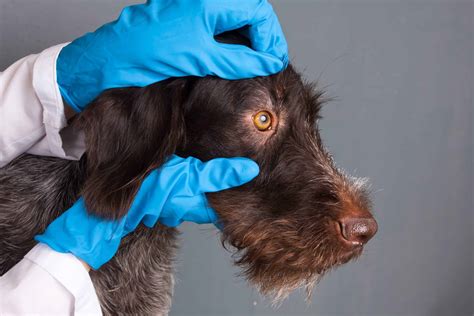 Canine distemper a highly contagious, life-threatening viral disease