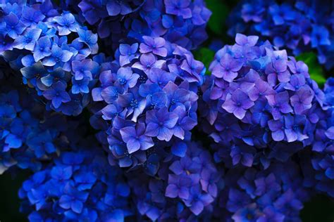 intensely blue hydrangea flowers seen from above, deep blue hydrangea ...