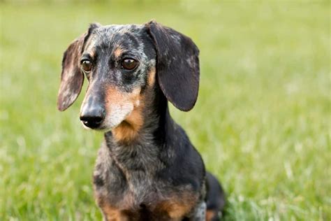 Dapple Dachshund: dog breed characteristics & care