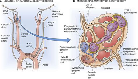 Chemical Control of Ventilation - Control of Ventilation - The ...