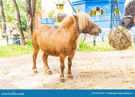 Mini Dwarf Horse in a Pasture at a Farm Stock Image - Image of ...