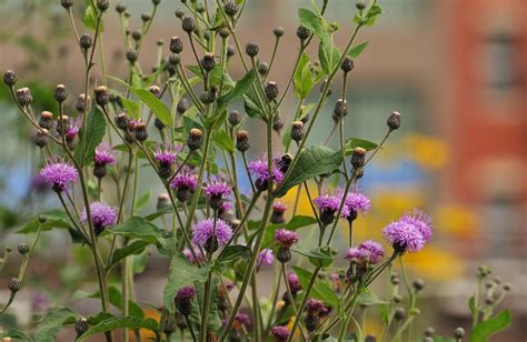 Vernonia glauca (Appalachian Ironweed, Broadleaf Ironweed, Tawny ...