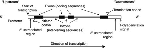 General structure of a typical human gene. Source: From Ref. 40 ...