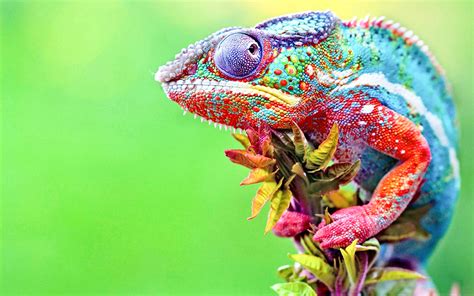 Chameleon Anime New HD Wallpapers & Backgrounds (High Quality) - All HD ...