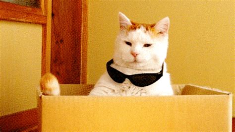 12 Cat GIFs To Brighten Your Day