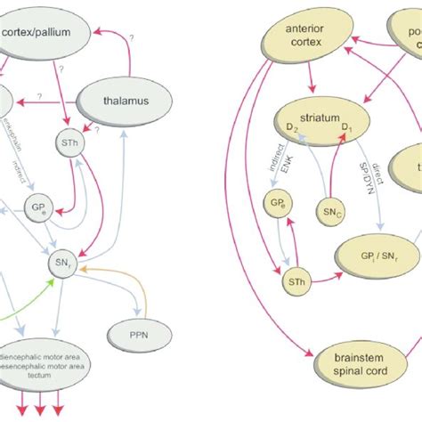 Simplified representation of the extrapyramidal system of lampreys ...