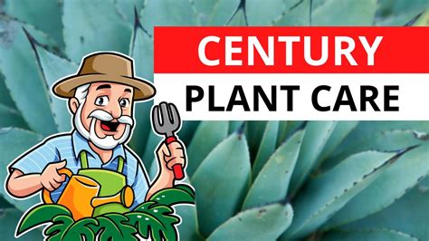 Century Plant (Agave americana) Best Care Tips & Hacks! - YouTube