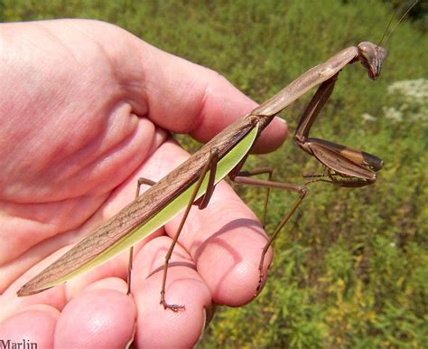 hatching praying mantis pods