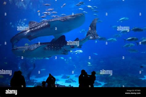 Visitors enjoying to see the four Whale sharks at Georgia Aquarium. It ...