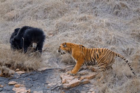 Sloth bear/tiger encounter demonstrating the appearance of a very large ...