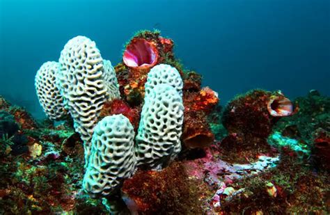 Sea Sponge - Description, Habitat, Image, Diet, and Interesting Facts