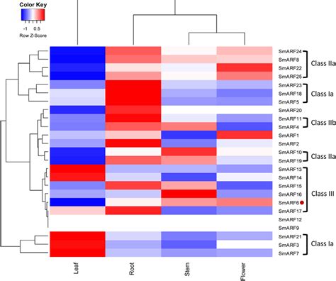 A heat map showing SmARF gene expression patterns in different organs ...