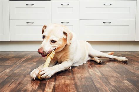 Can Dogs Eat Bones? A Veterinarian's Answer May Surprise You - Brightly