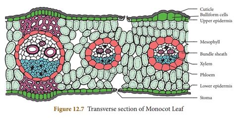 Internal Structure of Monocot or Isobilateral Leaf