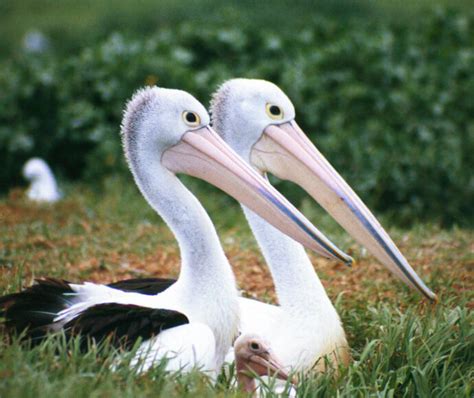 Plants and animals in wetlands | NSW Environment, Energy and Science