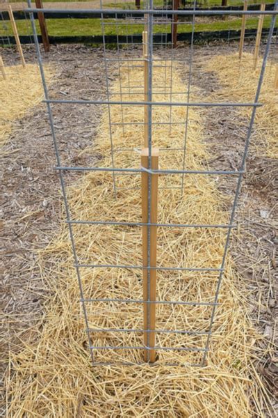 The Best Way To Stake Tomato Plants Ever - A New Twist On DIY Stakes!