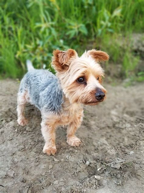 Our Teddy is a Silky Yorkie mix. | Yorkie mix, Yorkie, Dogs