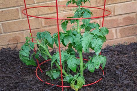 Why Tomato Cages Are Actually Terrible • Gardenary