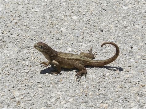 Florida Lizards Identification Photos Florida Lizard Names, geckos in ...