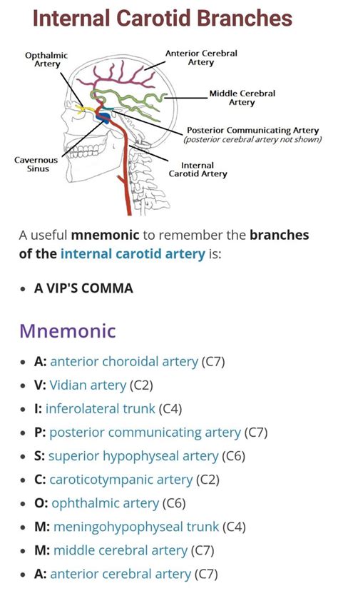 Branches of Internal Carotid Artery ... | Internal carotid artery ...