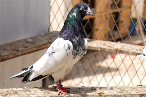 Latest 2011 Breeder Pigeons | Kabootar Bazi ~ Pigeons Photos | Pigeons ...