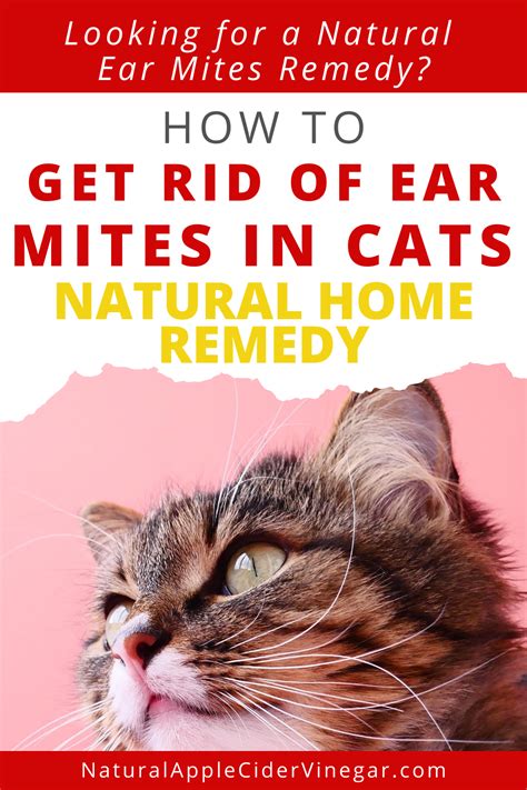 Veterinary Treatment For Ear Mites In Cats