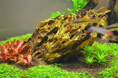 #Plantedtank #Aquarium . Dragon Stone, perfect for planted tanks! And ...