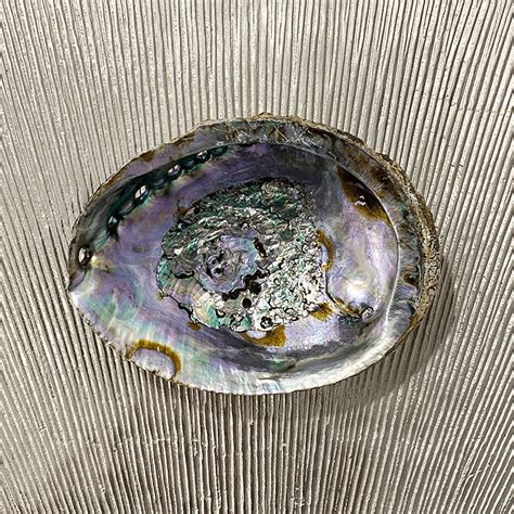 Abalone shell smudge bowl – Everybody in Mind