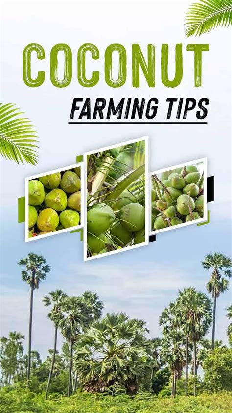 Coconut Farming Tips & Varieties in India