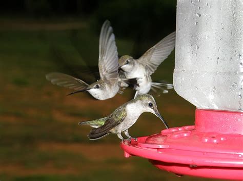 Tips on Choosing Hummingbird Feeders – BWD Magazine