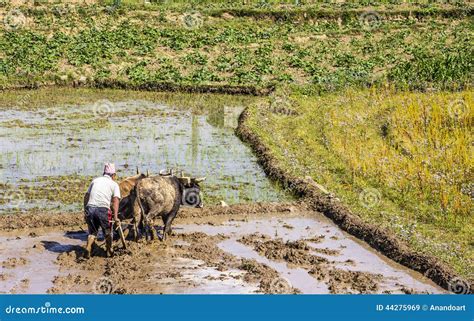 Plowing with oxen editorial stock image. Image of cattle - 44275969