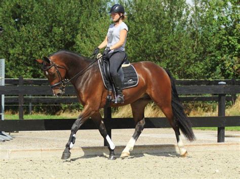 Dressage Horses for Sale - Peter Berkers Sporthorses