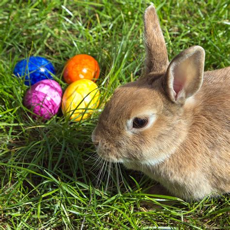 Easter Bunny - Wiktionary, the free dictionary