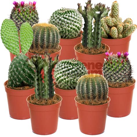 47+ House Plant Cactus Types