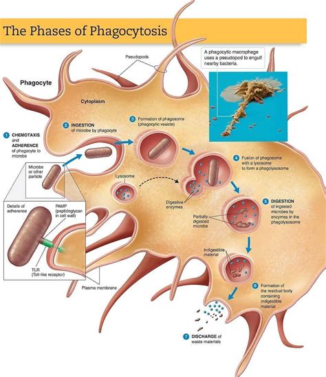 Place the Phases of Phagocytosis in the Correct Order - Maurice-has-Munoz