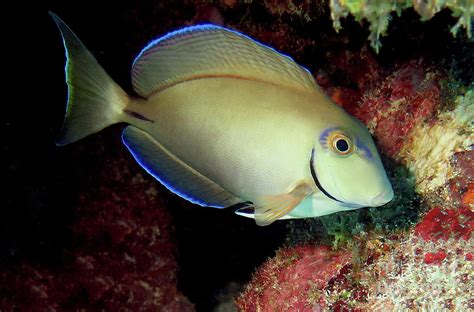 Ocean Surgeonfish 7 Photograph by Daryl Duda | Fine Art America