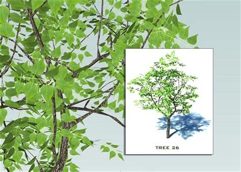 Free 3D Models - VEGETATION - SKETCHUP 3D TREES COLLECTION 3 - by ...