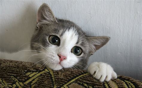 Cute Kitten Wallpaper (64+ images)