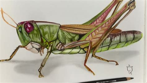 How to draw realistic grasshopper step by step - realistic grasshopper ...