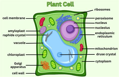 Plant Cell - Definition, Structure, Types, Functions and Exapmles