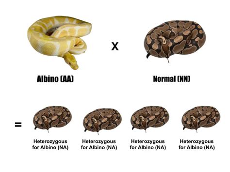 Ball Python Morphs: A Comprehensive Breeder’s Guide