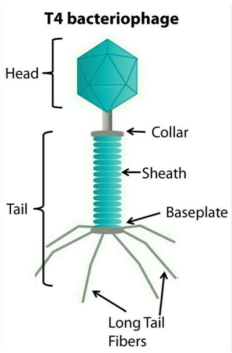 what are bacteriophages. draw a well labeled diagram - Brainly.in