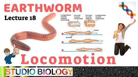 Class 11-Zoology Lectures-Discuss about the mechanism of Locomotion ...