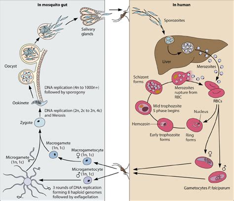 The Plasmodium life cycle. A malaria infection begins with the ...