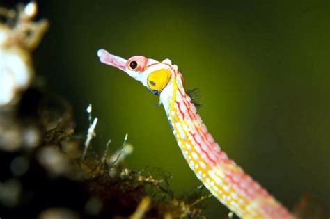 Pipefish – "OCEAN TREASURES" Memorial Library