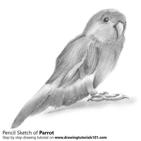 Parrot Pencil Drawing - How to Sketch Parrot using Pencils ...