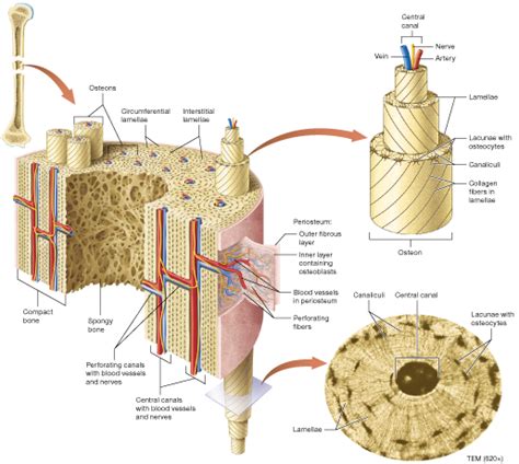 COMPACT BONE STRUCTURE Diagram | Quizlet