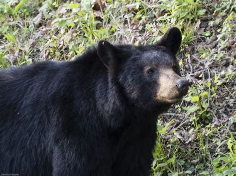 Great Smoky Mountains – Wildlife, Wildflowers and Waterfalls